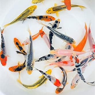 Toledo Goldfish Standard Fin Koi, Variety of Colors and Patterns - Beautiful Live Fish Perfect for Ponds, Tanks, and Aquariums - 6-8 Inches, 3 Count
